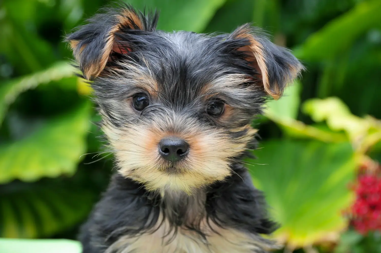 Comprar um cachorro Yorkshire Terrier significa assumir responsabilidades! Comprar cachorros Yorkshire Terrier.