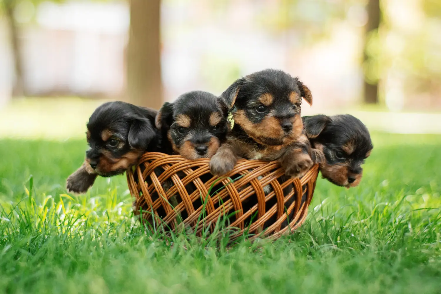 Comprar um cachorro Yorkshire Terrier significa assumir responsabilidades! Comprar cachorros Yorkshire Terrier.