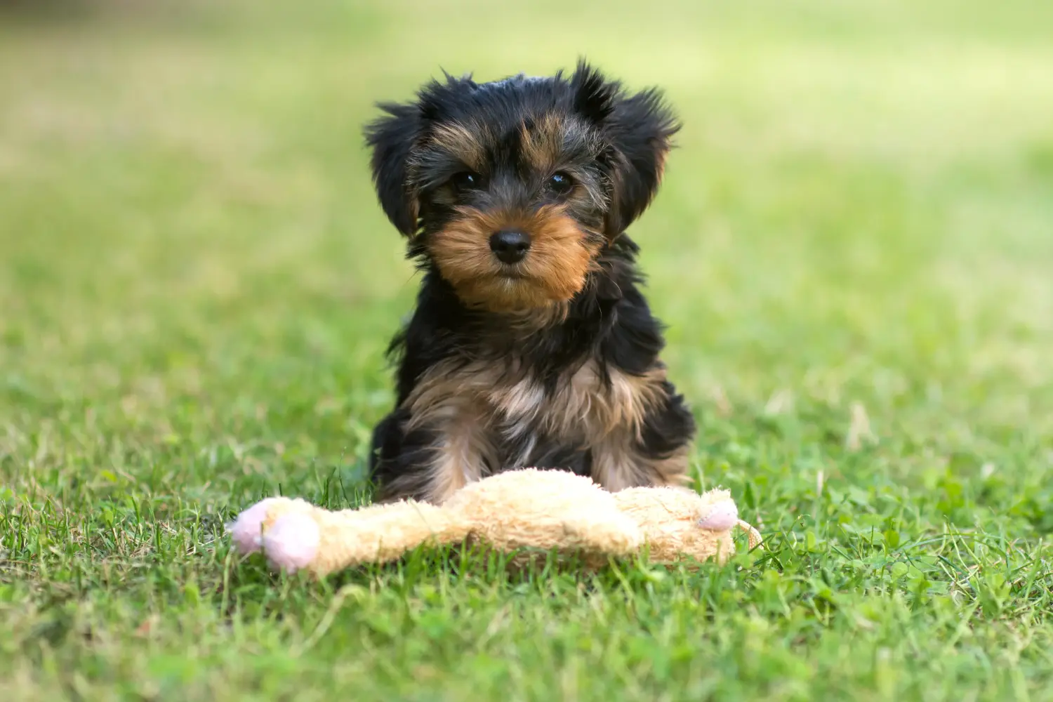 Comprar um cachorro Yorkshire Terrier significa assumir responsabilidades! Comprar cachorros Yorkshire Terrier.