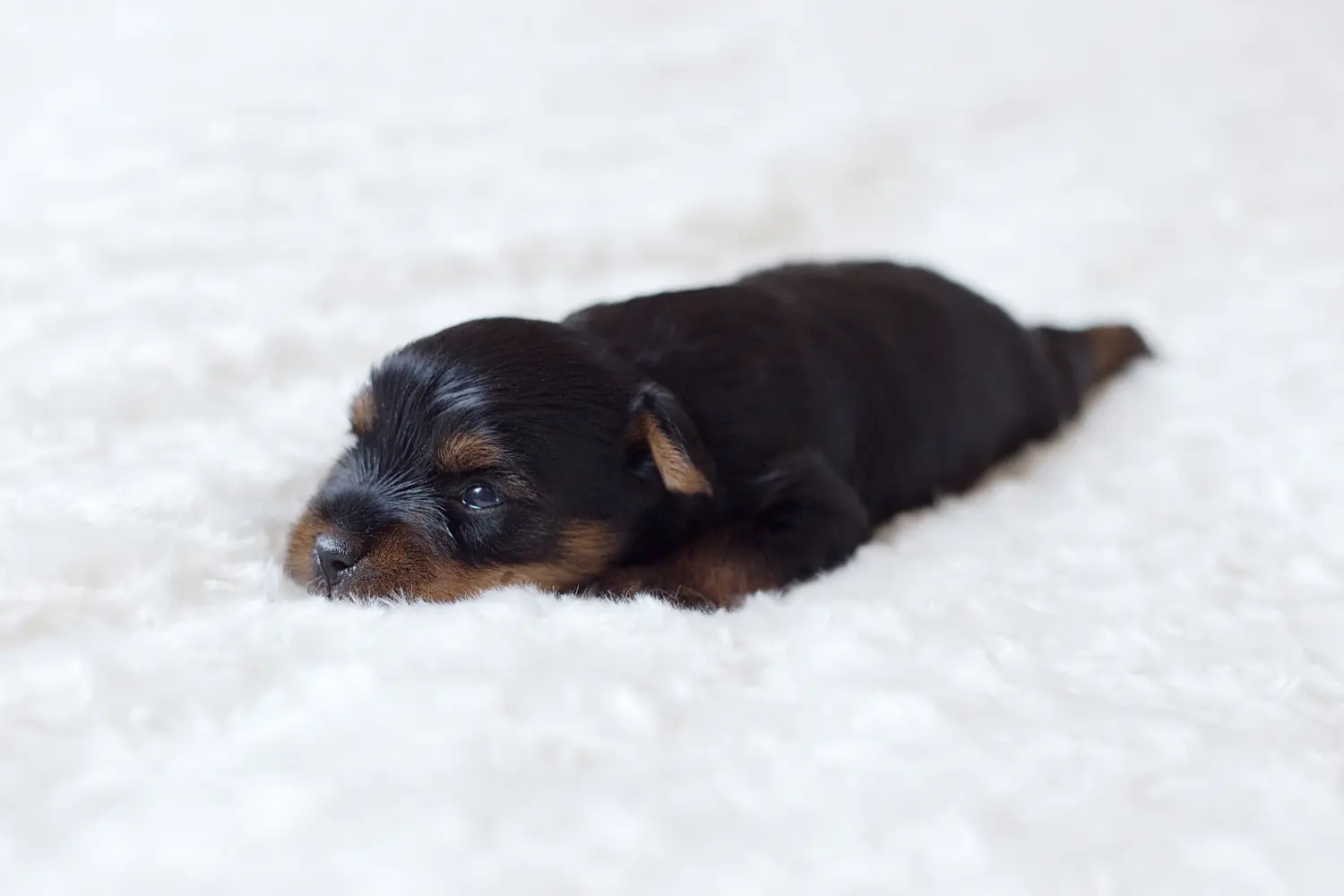 Comprar um cachorro Yorkshire Terrier significa assumir responsabilidades! Comprar cachorros Yorkshire Terrier.