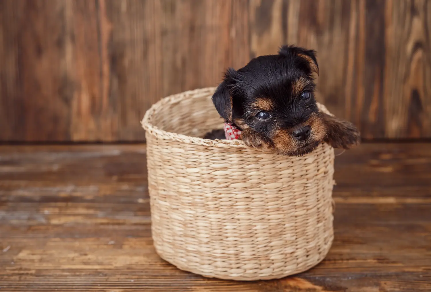 Comprar um cachorro Yorkshire Terrier significa assumir responsabilidades! Comprar cachorros Yorkshire Terrier.