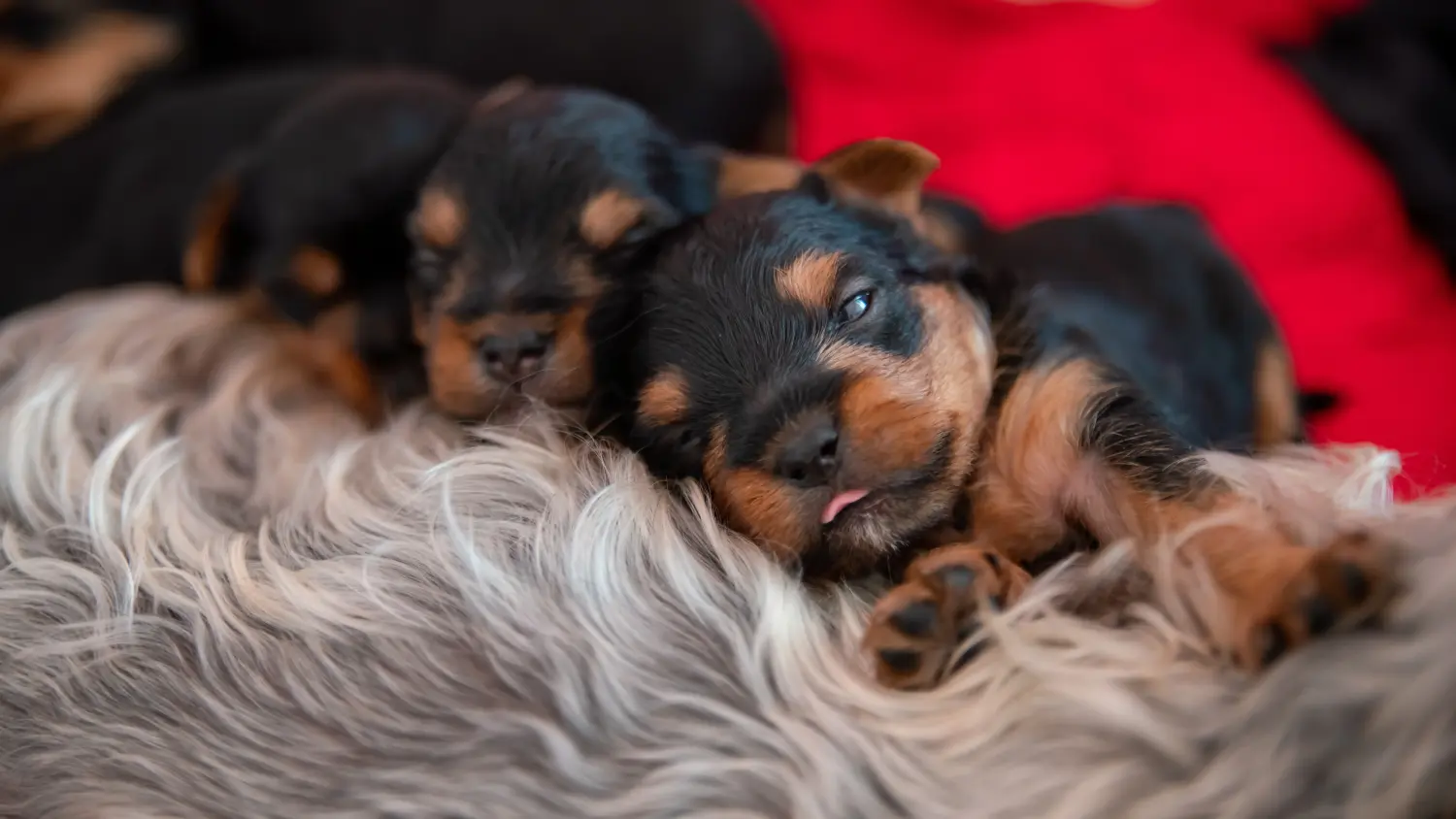Comprar um cachorro Yorkshire Terrier significa assumir responsabilidades! Comprar cachorros Yorkshire Terrier.