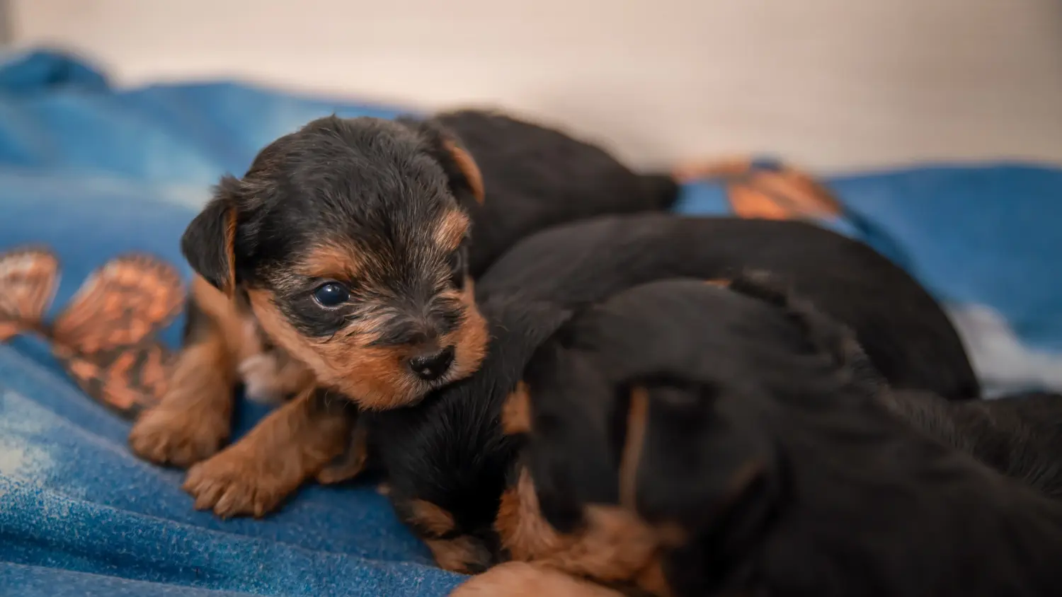 Comprar um cachorro Yorkshire Terrier significa assumir responsabilidades! Comprar cachorros Yorkshire Terrier.