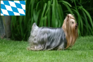 Read more about the article Criadores de Yorkshire Terrier e cachorros em Bavaria