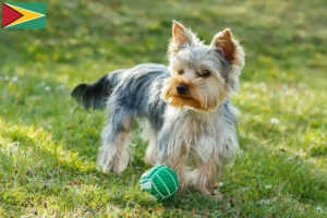 Read more about the article Criadores de Yorkshire Terrier e cachorros na Guiana