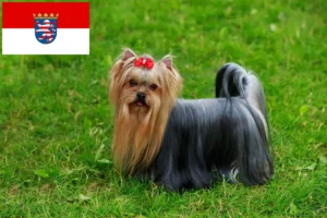 Read more about the article Yorkshire Terrier criadores e cachorros em Hessen