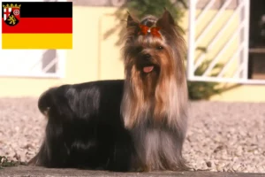 Read more about the article Criadores de Yorkshire Terrier e cachorros em Renânia-Palatinado