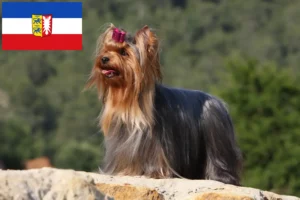 Read more about the article Criadores de Yorkshire Terrier e cachorros em Schleswig-Holstein
