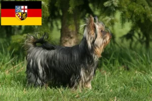 Read more about the article Criadores de Yorkshire Terrier e cachorros em Saarland