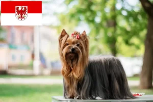 Read more about the article Yorkshire Terrier criadores e cachorros em Brandenburg