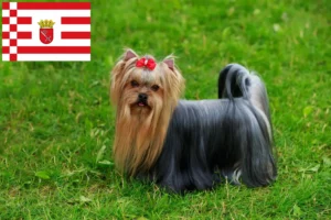 Read more about the article Yorkshire Terrier criadores e cachorros em Bremen