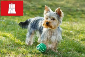 Read more about the article Criadores de Yorkshire Terrier e cachorros em Hamburgo