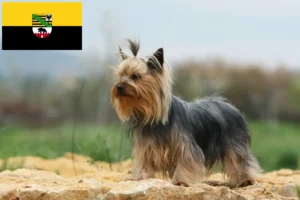 Read more about the article Criadores de Yorkshire Terrier e cachorros em Saxónia-Anhalt