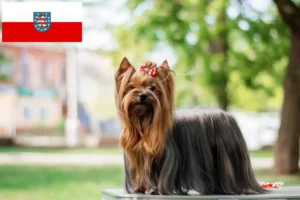 Read more about the article Criadores de Yorkshire Terrier e cachorros em Thuringia