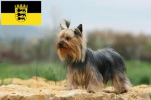 Read more about the article Criadores de Yorkshire Terrier e cachorros em Baden-Württemberg