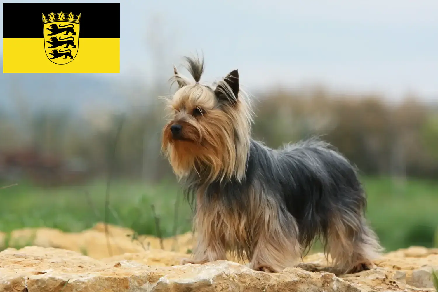 Yorkshire Terrier cachorros e criadores Baden-Württemberg Aqui pode encontrar criadores de Yorkshire Terrier em Baden-Württemberg.
