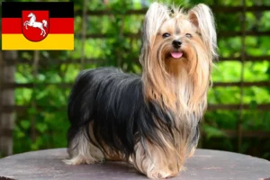 Read more about the article Criadores de Yorkshire Terrier e cachorros na Baixa Saxónia