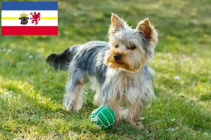 Read more about the article Criadores de Yorkshire Terrier e cachorros em Mecklenburg-Vorpommern