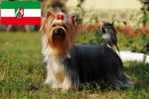 Read more about the article Criadores de Yorkshire Terrier e cachorros em Renânia do Norte-Vestefália