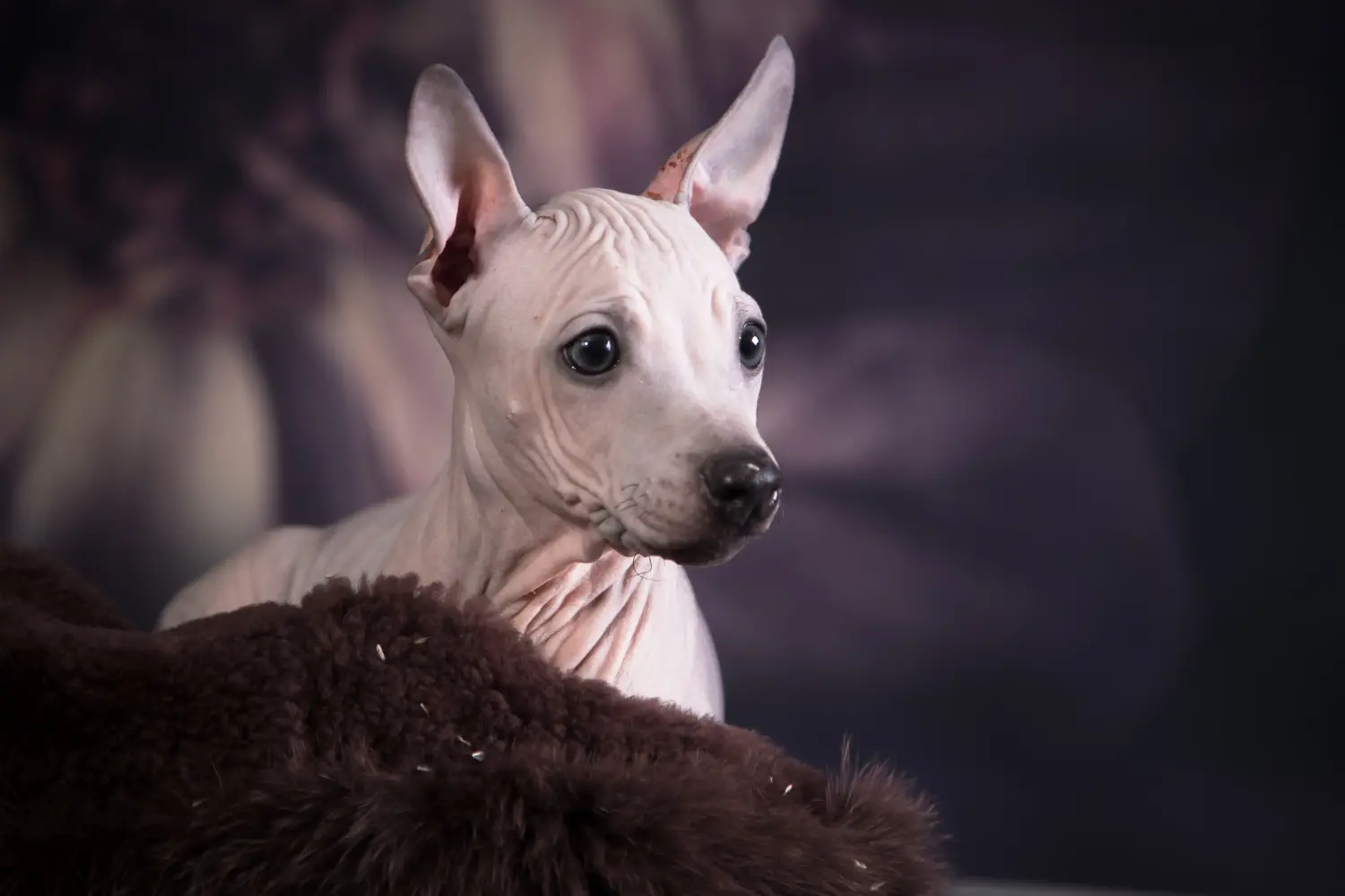 Comprar um cachorro American Hairless Terrier significa assumir a responsabilidade! Comprar cachorros American Hairless Terrier.