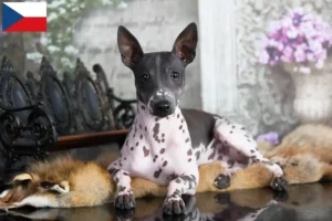 Read more about the article Criadores de American Hairless Terrier e cachorros na República Checa