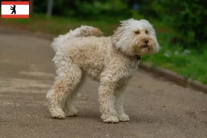 Read more about the article Criadores de Labradoodle Australiano e cachorros em Berlim