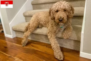 Read more about the article Criadores de Labradoodle Australiano e cachorros em Brandenburg