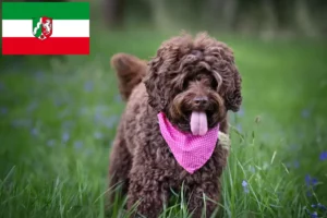 Read more about the article Criadores de Labradoodle Australiano e cachorros na Renânia do Norte-Vestefália