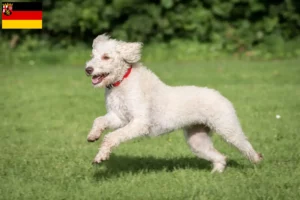 Read more about the article Criadores de Labradoodle Australiano e cachorros em Renânia-Palatinado