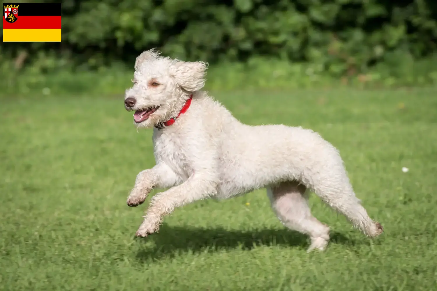 Labradoodle australiano cachorros e criadores Renânia-Palatinado Encontre aqui criadores de Labradoodles Australianos em Rhineland-Palatinate.