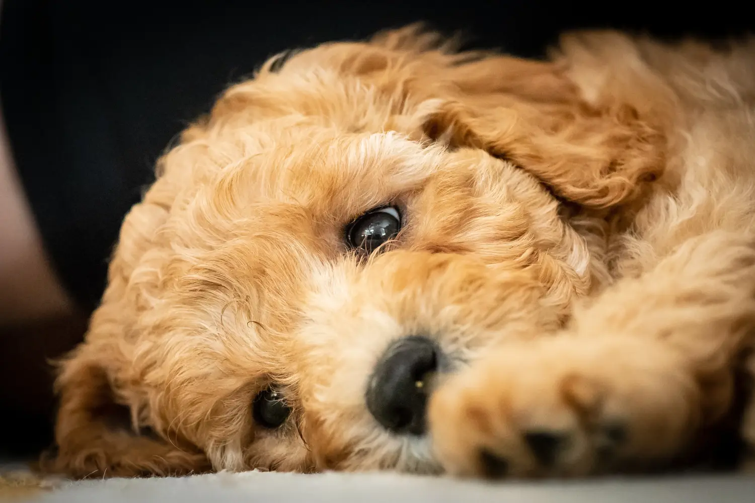 Comprar um cachorro Australian Labradoodle significa assumir responsabilidades! Comprar cachorros Labradoodle australianos.
