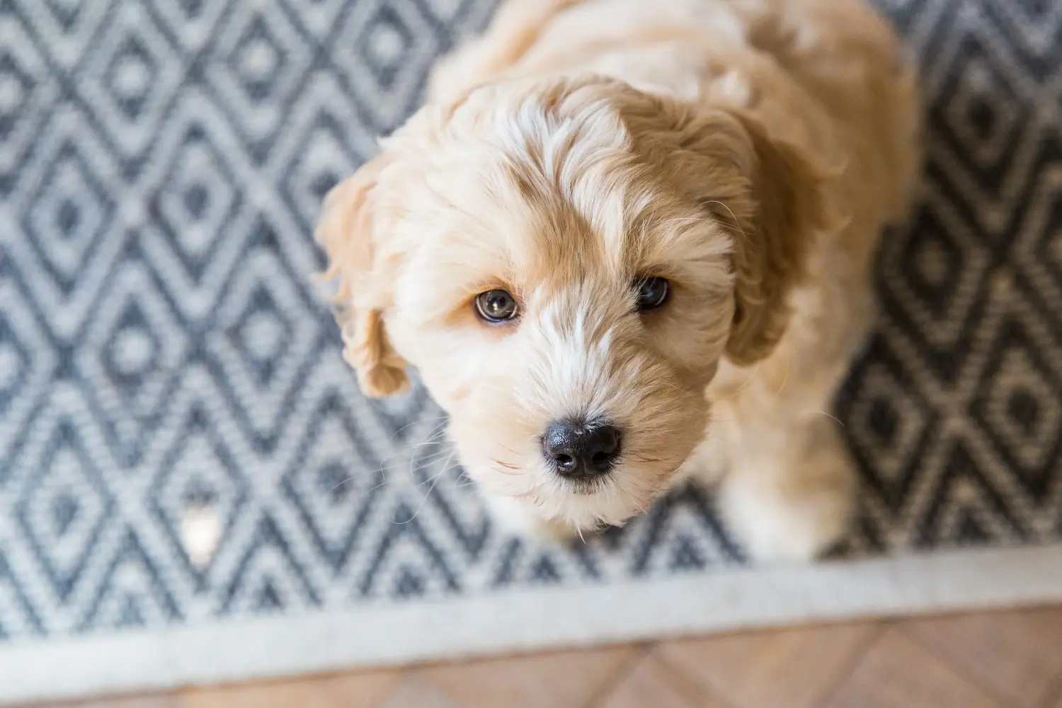 Comprar um cachorro Australian Labradoodle significa assumir responsabilidades! Comprar cachorros Labradoodle australianos.