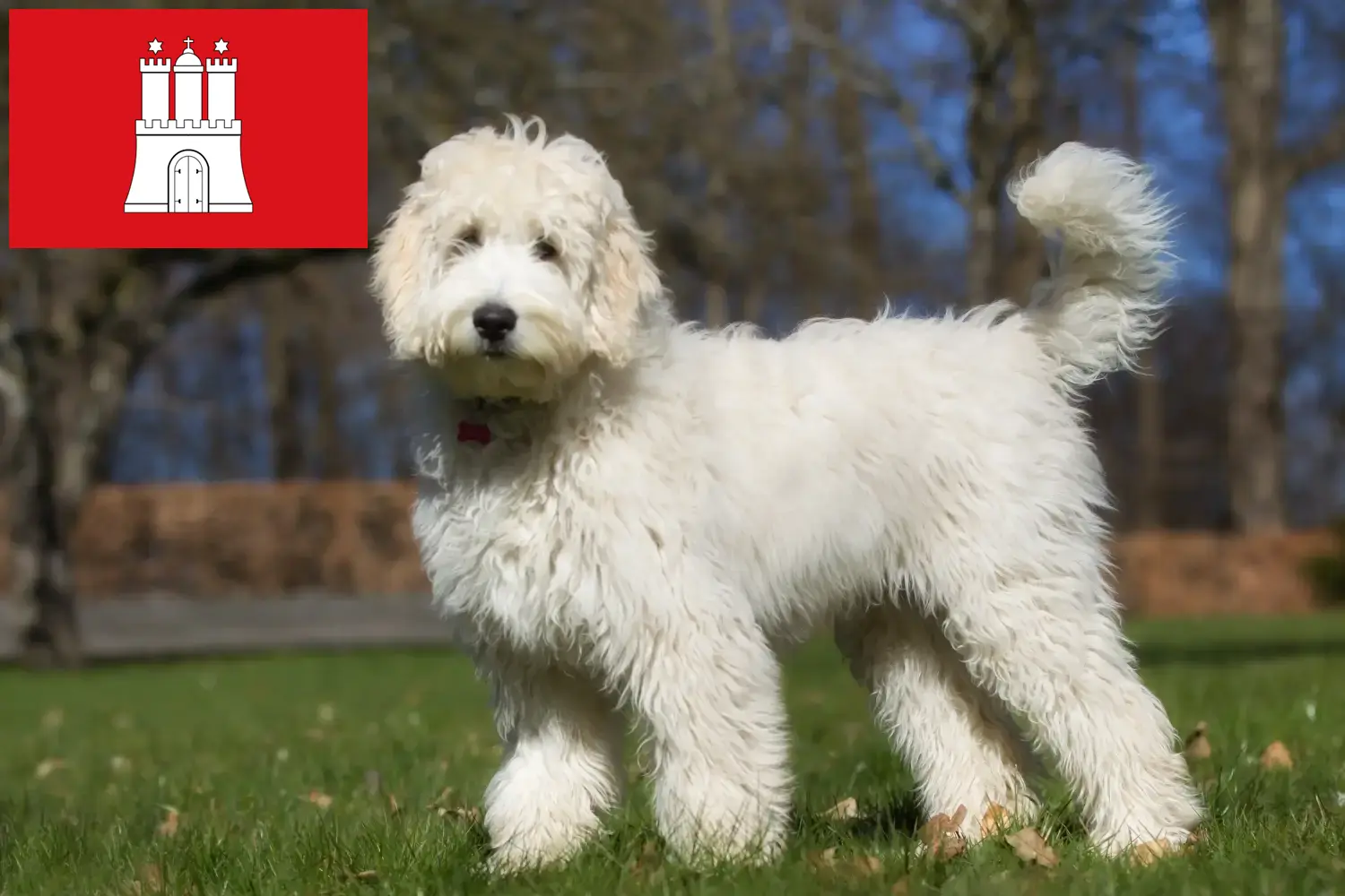 Australian Labradoodle cachorros e criadores Hamburgo Encontre aqui criadores de Labradoodles Australianos em Hamburgo.