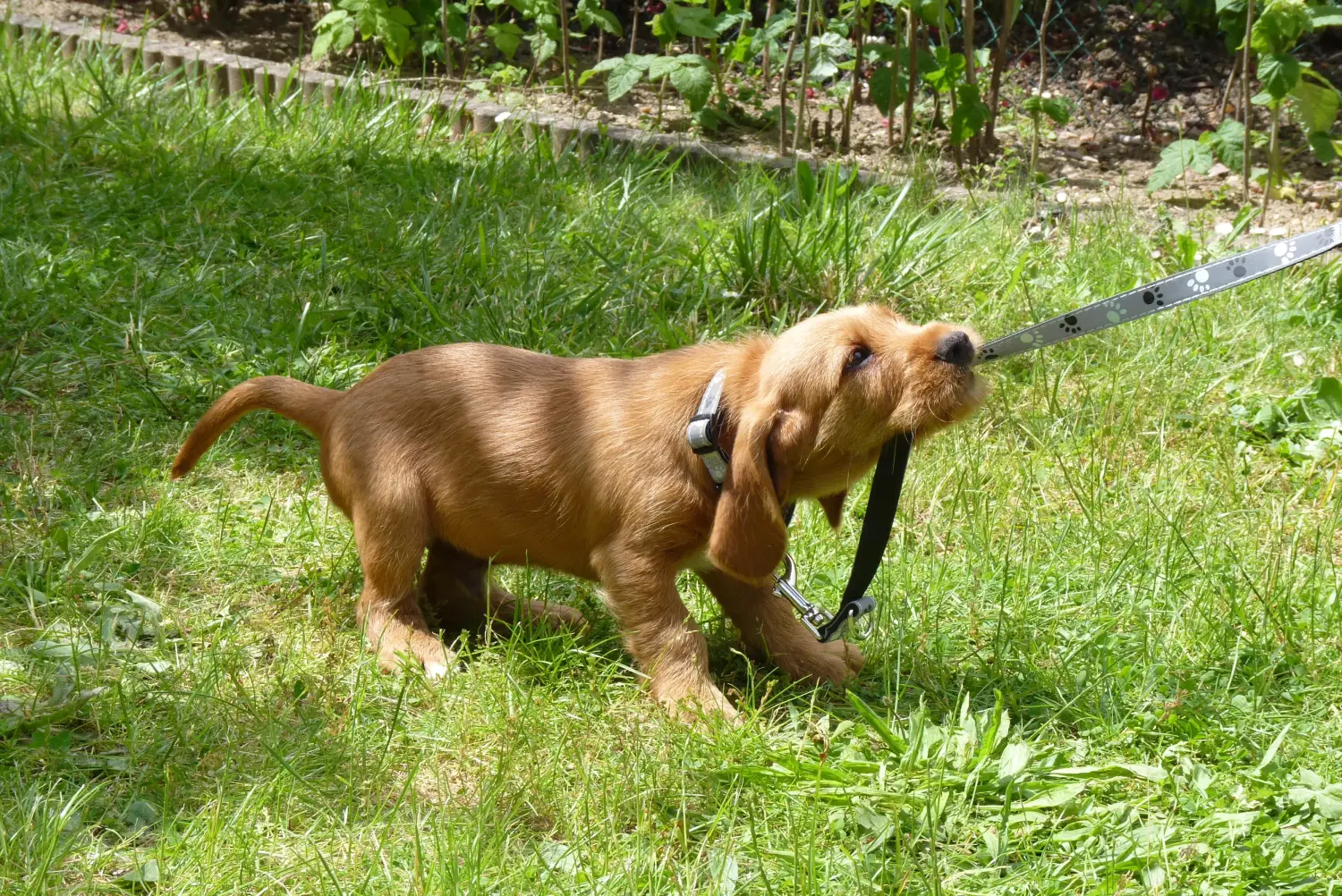 Comprar um cachorro Basset fauve de Bretagne significa assumir a responsabilidade! Basset fauve de Bretagne cachorros para venda.