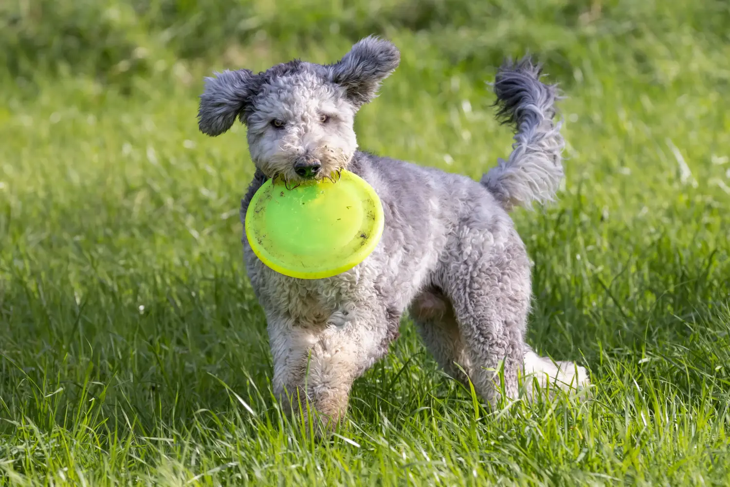 Comprar um cachorro Pastor de Bergamasco significa assumir responsabilidades! Comprar cachorros de cão pastor Bergamasco.