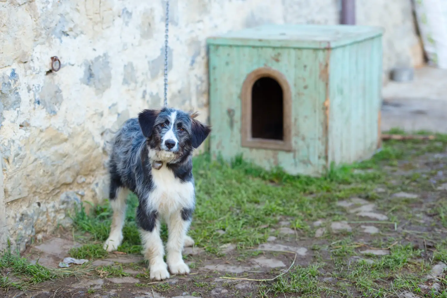 Comprar um cachorro Pastor de Bergamasco significa assumir responsabilidades! Comprar cachorros de cão pastor Bergamasco.