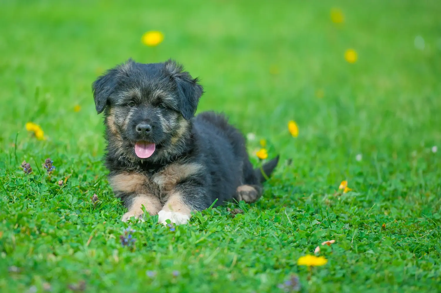 Comprar um cachorro Pastor de Bergamasco significa assumir responsabilidades! Comprar cachorros de cão pastor Bergamasco.