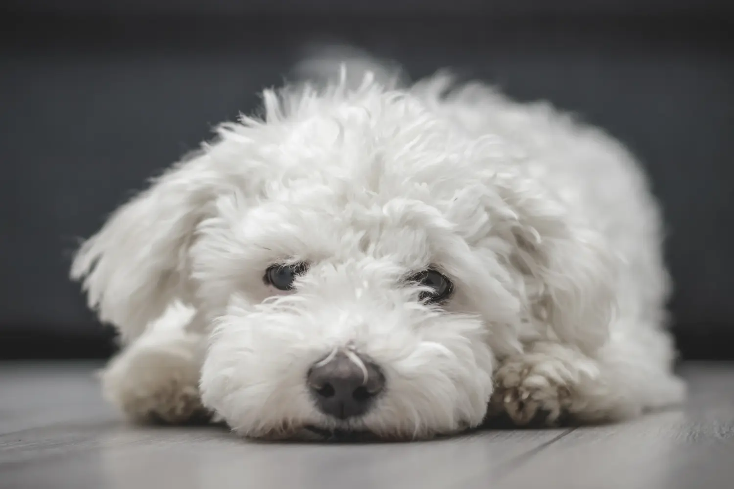 Comprar um cachorro Bichon Frisé significa assumir a responsabilidade! Comprar cachorros Bichon Frisé.