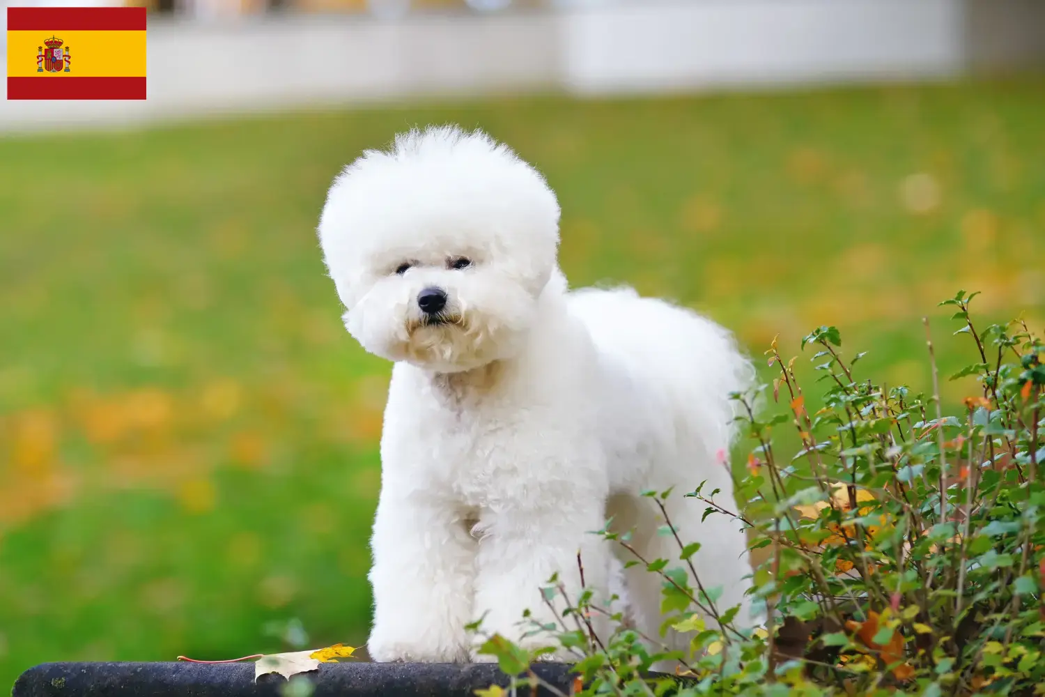 Bichon Frisé cachorros e criadores Espanha Encontre aqui criadores de Bichon Frisé em Espanha.