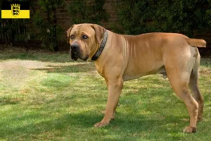 Read more about the article Criadores de Boerboel e cachorros em Baden-Württemberg