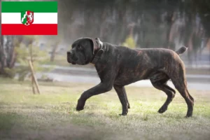 Read more about the article Criadores de Boerboel e cachorros na Renânia do Norte-Vestefália