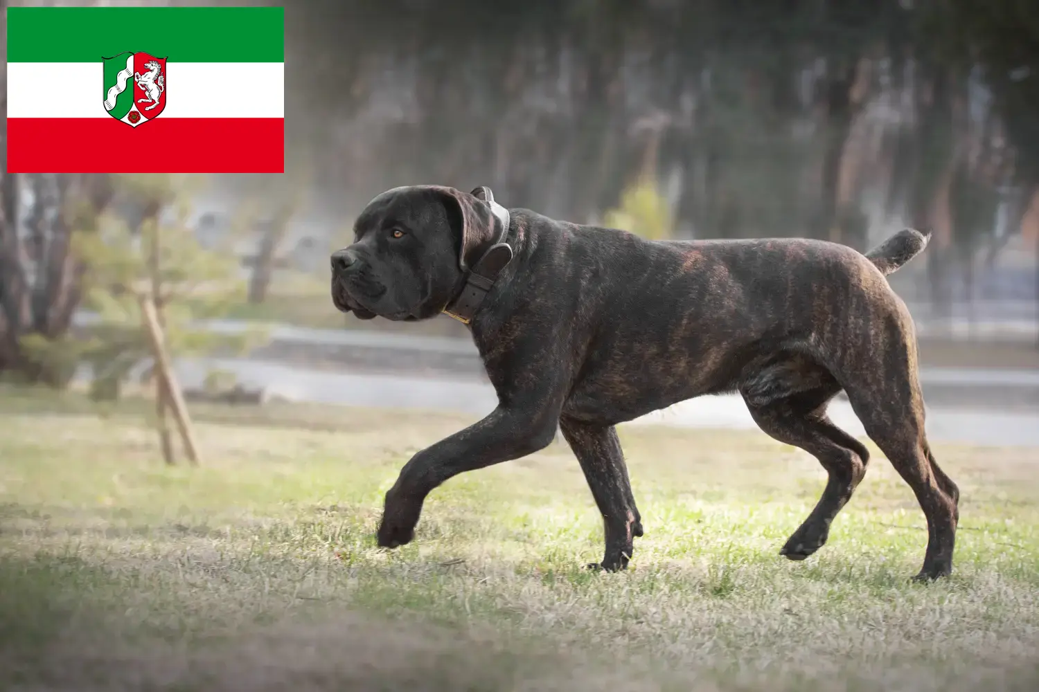 Read more about the article Criadores de Boerboel e cachorros na Renânia do Norte-Vestefália