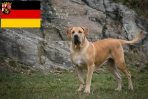 Read more about the article Criadores de Boerboel e cachorros em Renânia-Palatinado