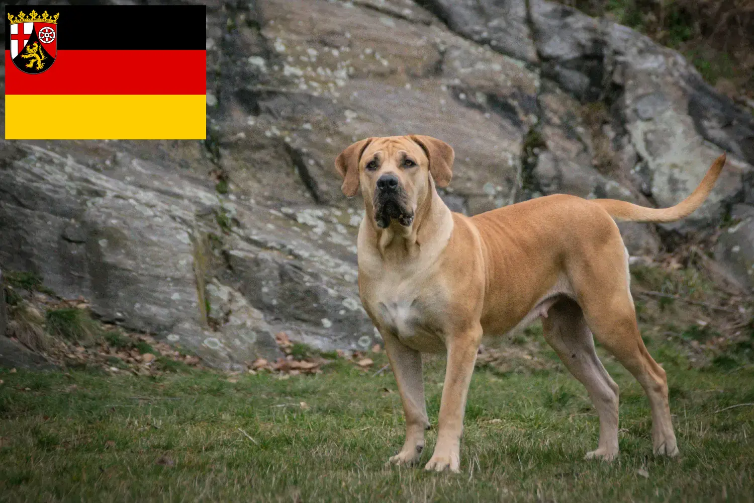 Boerboel cachorros e criadores Renânia-Palatinado Aqui pode encontrar criadores de Boerboels na Renânia-Palatinado.