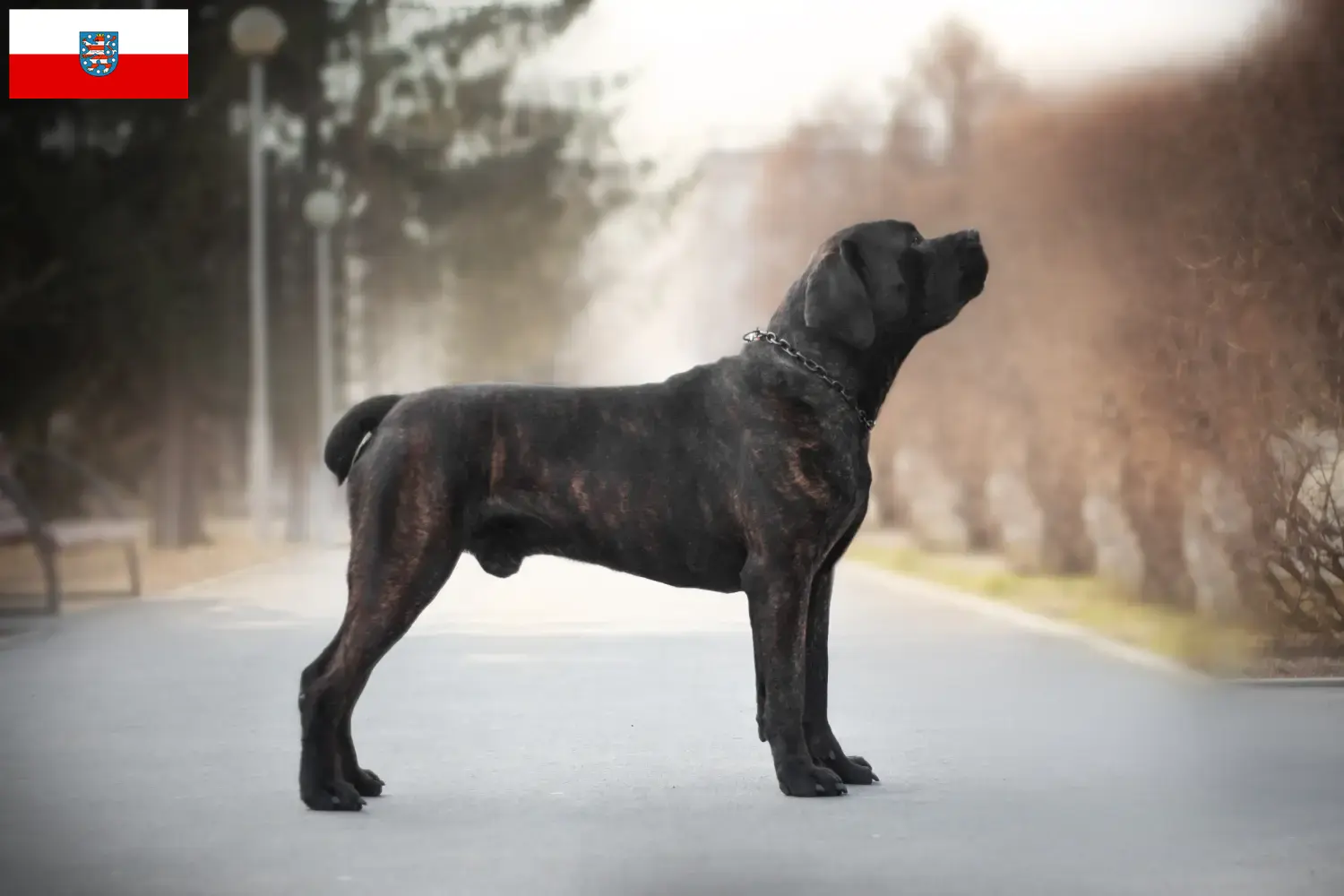Read more about the article Criadores de Boerboel e cachorros em Thuringia