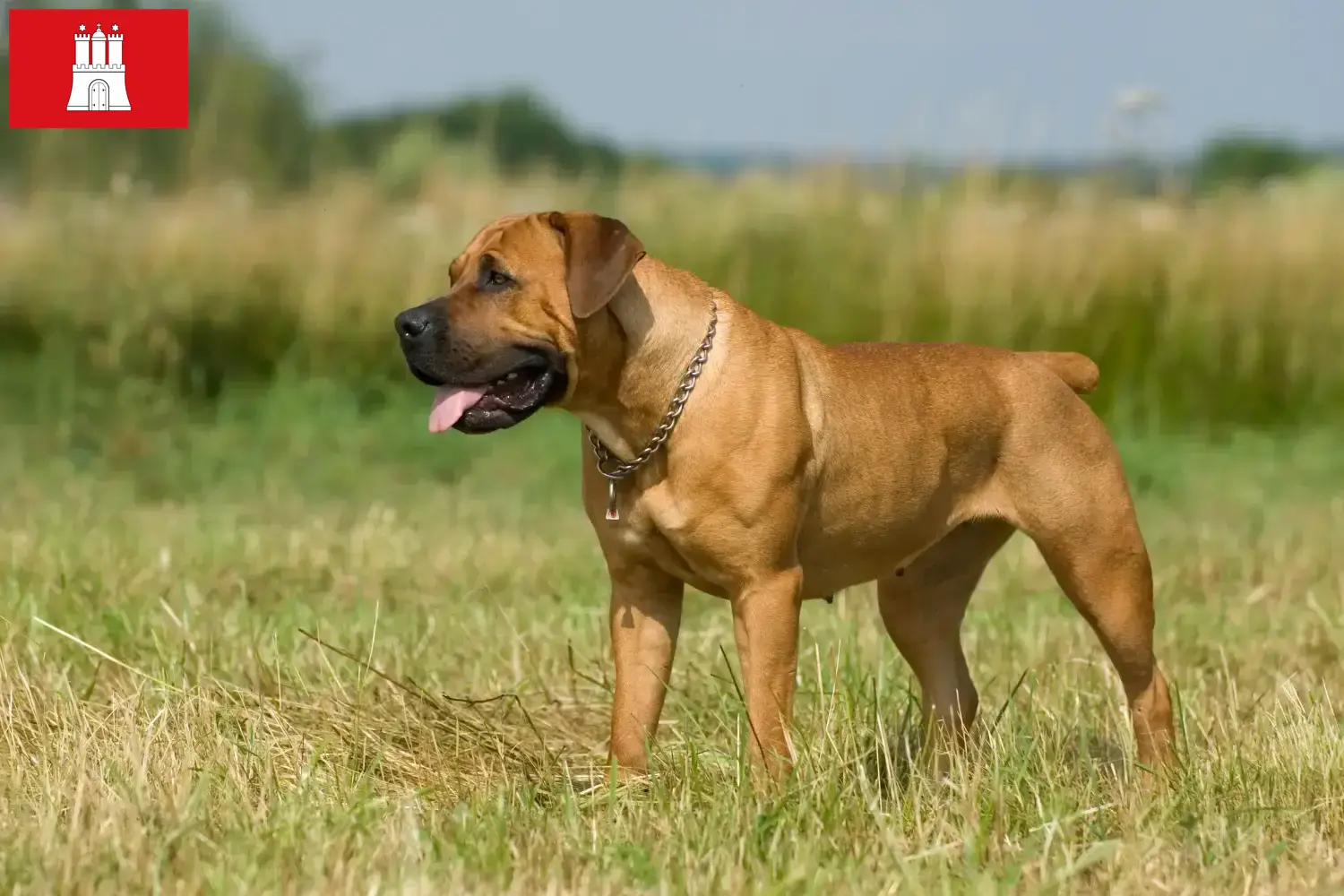 Read more about the article Criadores de Boerboel e cachorros em Hamburgo