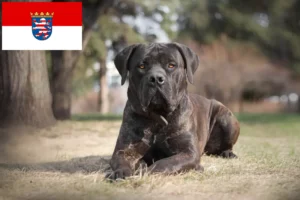 Read more about the article Criadores de Boerboel e cachorros em Hessen