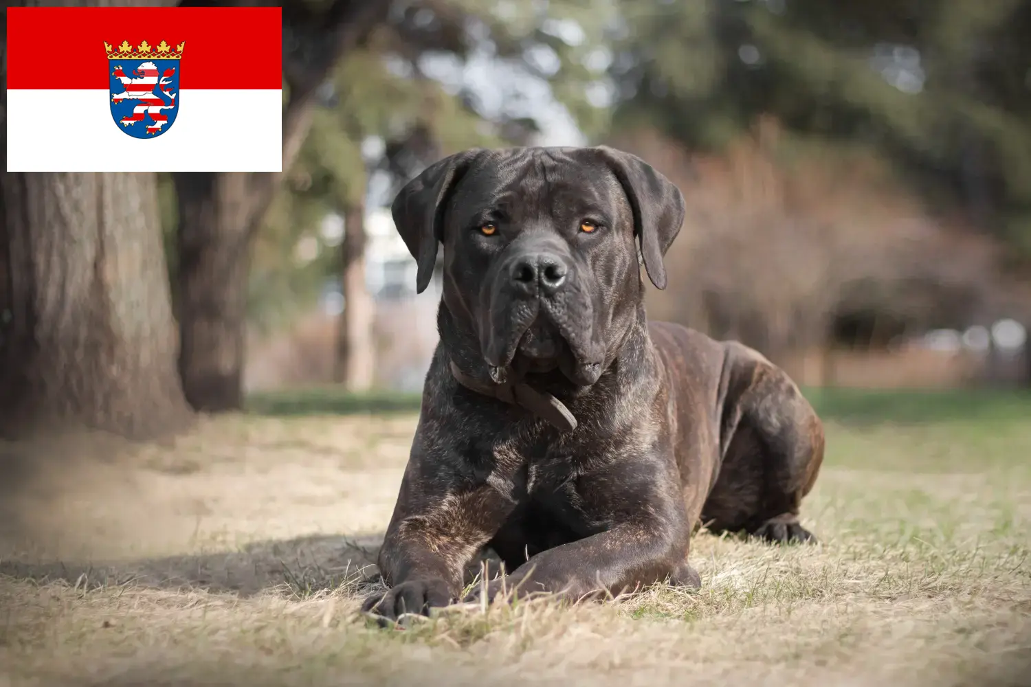 Read more about the article Criadores de Boerboel e cachorros em Hessen