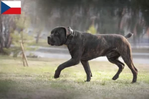 Read more about the article Criadores de Boerboel e cachorros na República Checa