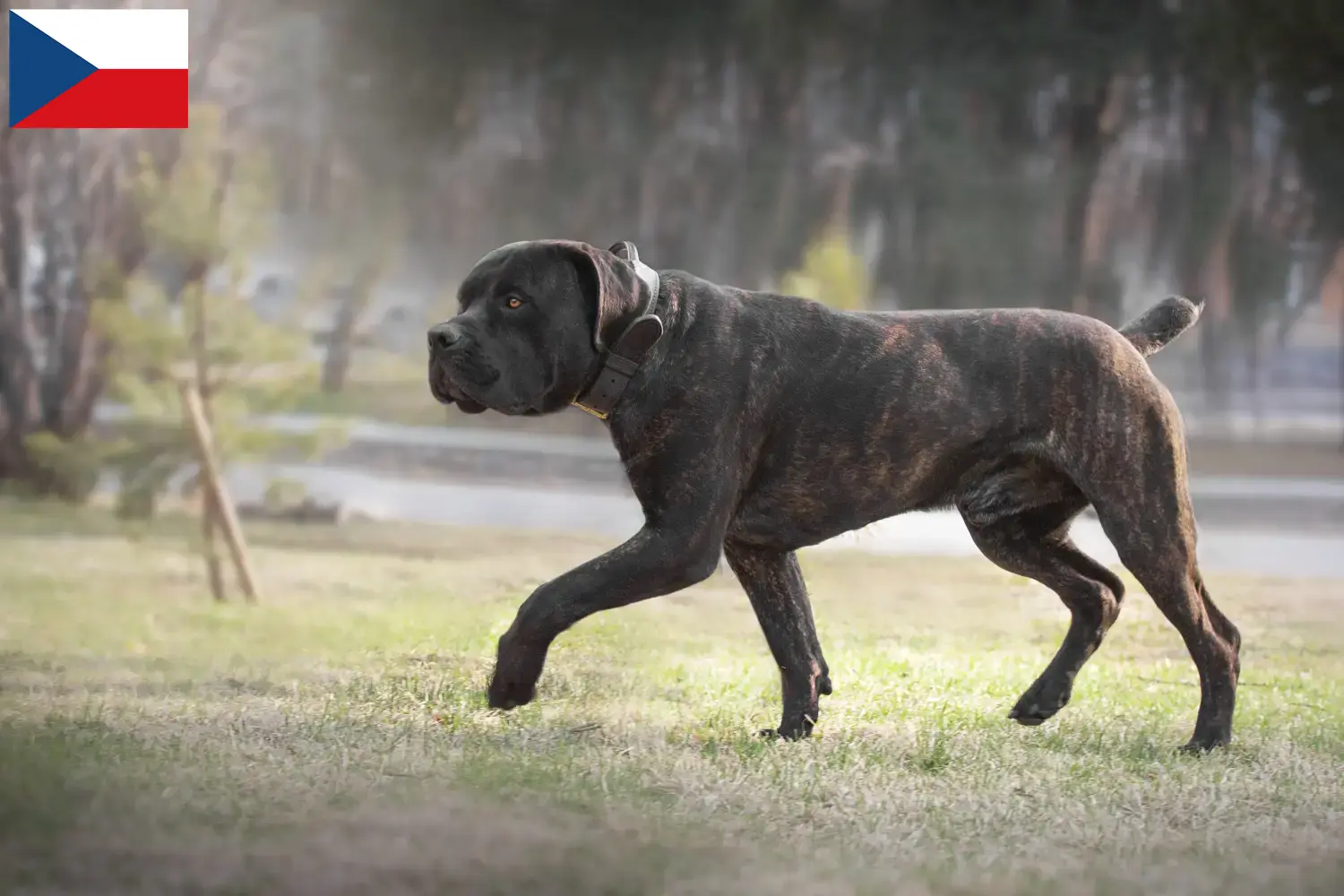 Read more about the article Criadores de Boerboel e cachorros na República Checa